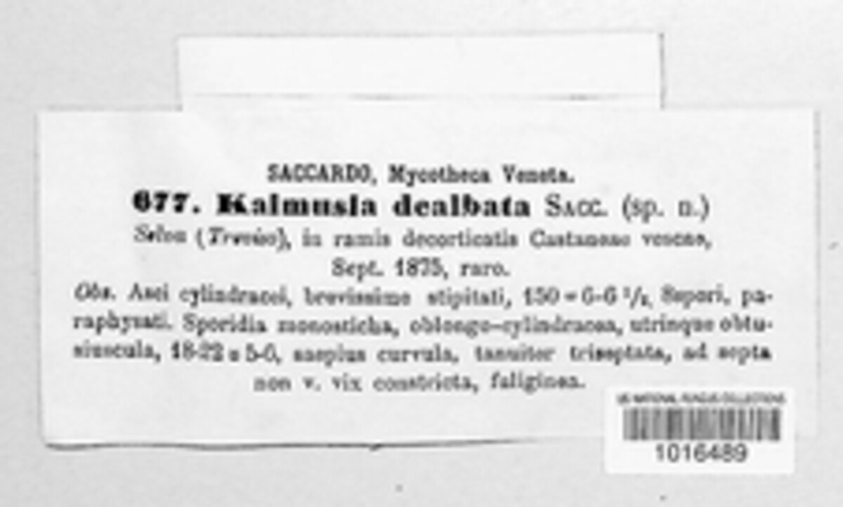 Kalmusia dealbata image